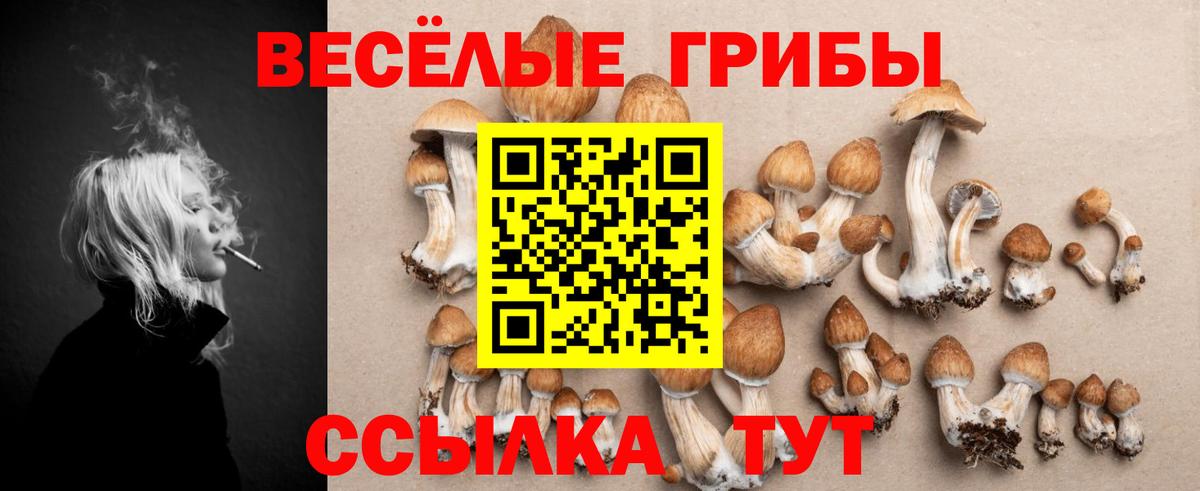 Аша  Галлюциногенные грибы Psilocybine cubensis  Вход с VPN 